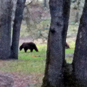 Bears at Six Sigma Ranch