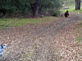 Bear and dog at Six Sigma Ranch