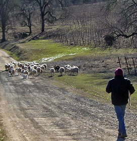 Robert Irvil hiking with the sheep at Six Sigma Ranch