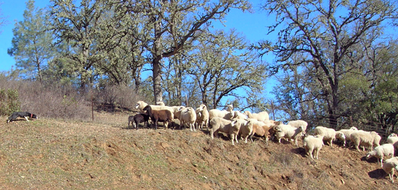 Sheep and Border Collie at Six Sigma Ranch
