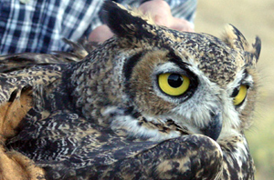 Barn owl at Six Sigma Ranch