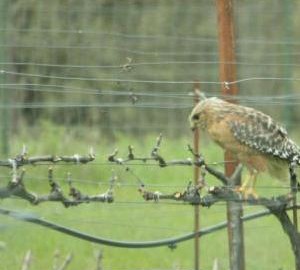 Redtail Hawk at Six Sigma Ranch