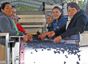 Sorting grapes at Six Sigma Winery