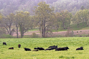 Cattle in Asbill Valley