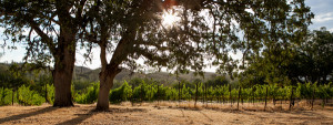 Michaels vineyard, Six Sigma Ranch