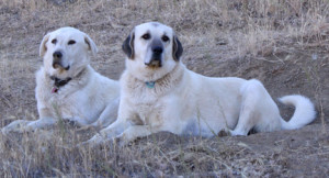 Blanca & Nubia guard the sheep against predators