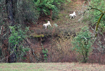 guard dogs at Six Sigma Ranch