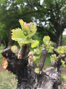 A budding grapevine at Six Sigma Ranch-