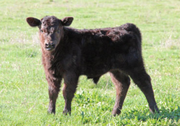 Calf at Six Sigma Ranch-