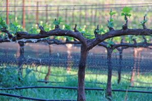 Grapevine at Six Sigma Ranch-