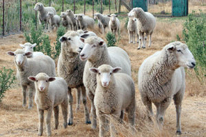 Sheep at Six Sigma Ranch-