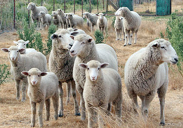 Sheep at Six Sigma Ranch-