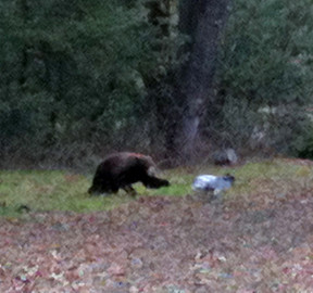 Bear chases small dog at Six Sigma Ranch