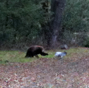 Bear and dog at Six Sigma Ranch