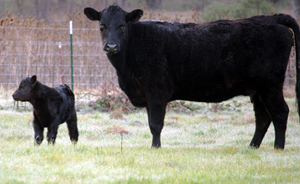 First cow with calf