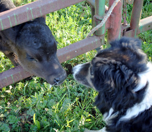 Calf and dog at Six Sigma Ranch