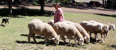 Border Collie Herding Sheep