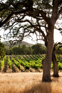 Michaels Vineyard at Six Sigma Ranch