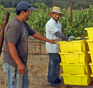 Harvest at Six Sigma Ranch