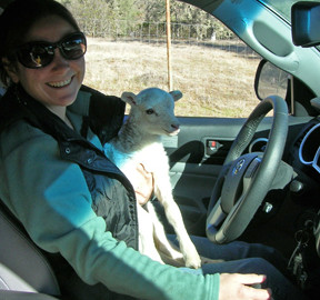 Moving sheep at Six Sigma Ranch