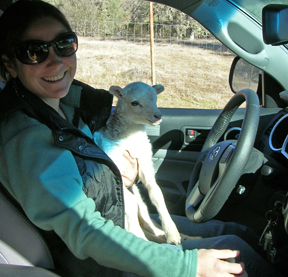 Jaime Greydanus with sheep at Six Sigma Ranch