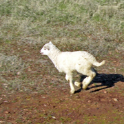 Lamb in the Diamond Mine Vineyard at Six Sigma Ranch 