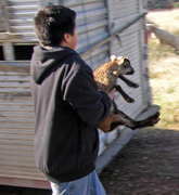 Lamb at Six Sigma Ranch and Winery