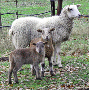 Sheep at Six Sigma Ranch