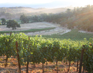 Else's Vineyard at Six Sigma Ranch