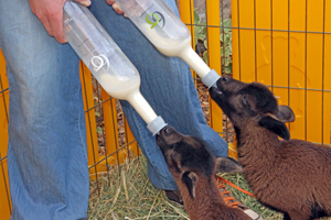 Lambs at Six Sigma Ranch