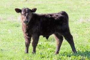 Calf at Six Sigma Ranch-IMG_4947-300w