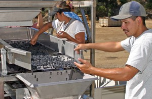 Sorting grapes at Six Sigma Ranch-IMG_2437