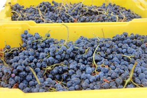 Tempranillo harvest!