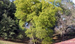 Oracle oak at Six Sigma Ranch