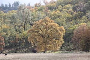 Yellow oak tree at Six Sigma Ranch