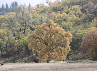 Yellow oak tree at Six Sigma Ranch