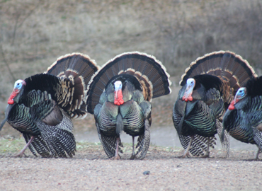 Male turkeys at Six Sigma Ranch