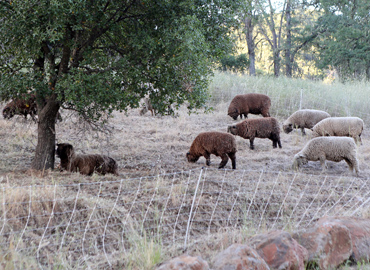 Sheep grazing at Six Sigma Ranch