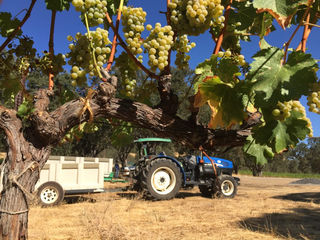 Sauvignon Blanc Grapes in Six Sigma's Lake County Vineyard Ready for Harvest!