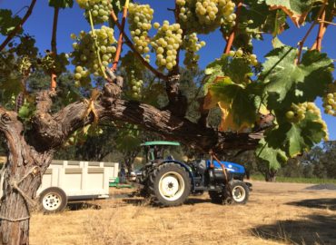 Sauvignon Blanc Grapes in Six Sigma's Lake County Vineyard Ready for Harvest!