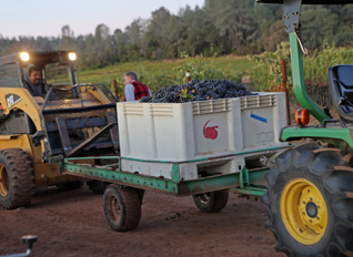 2019 harvest scene