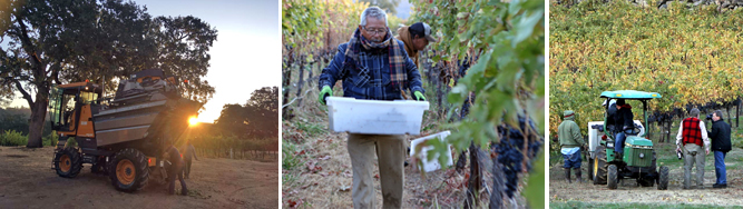 Harvest scenes from the 2019 harvest