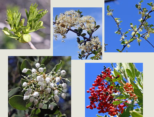 Buckeye, Buck Brush, Mountain Mahogany, Manzanita, 