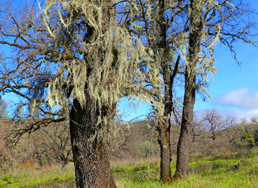 Oaks with lichen