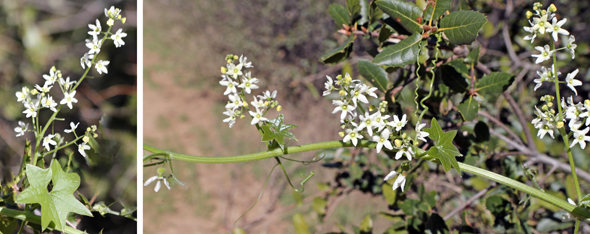 Wild Cucumber