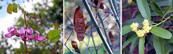 Redbud and Bay Leaf