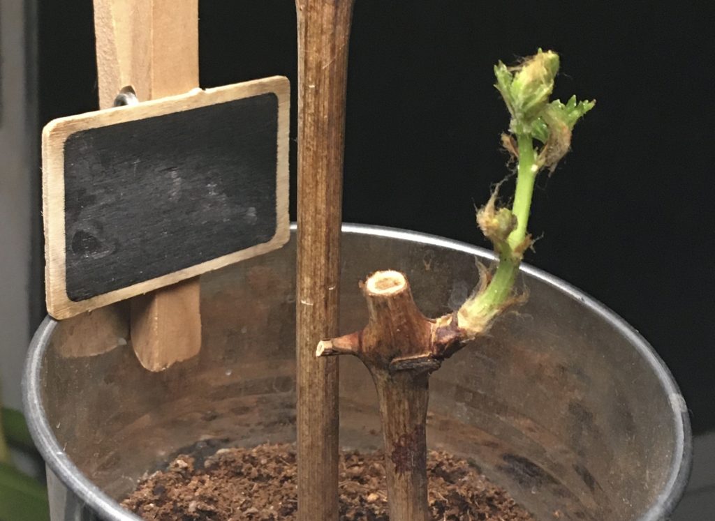 How to Grow a Grapevine from Cuttings Six Sigma