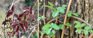 poison-oak-229-229-219-450-wide-copy