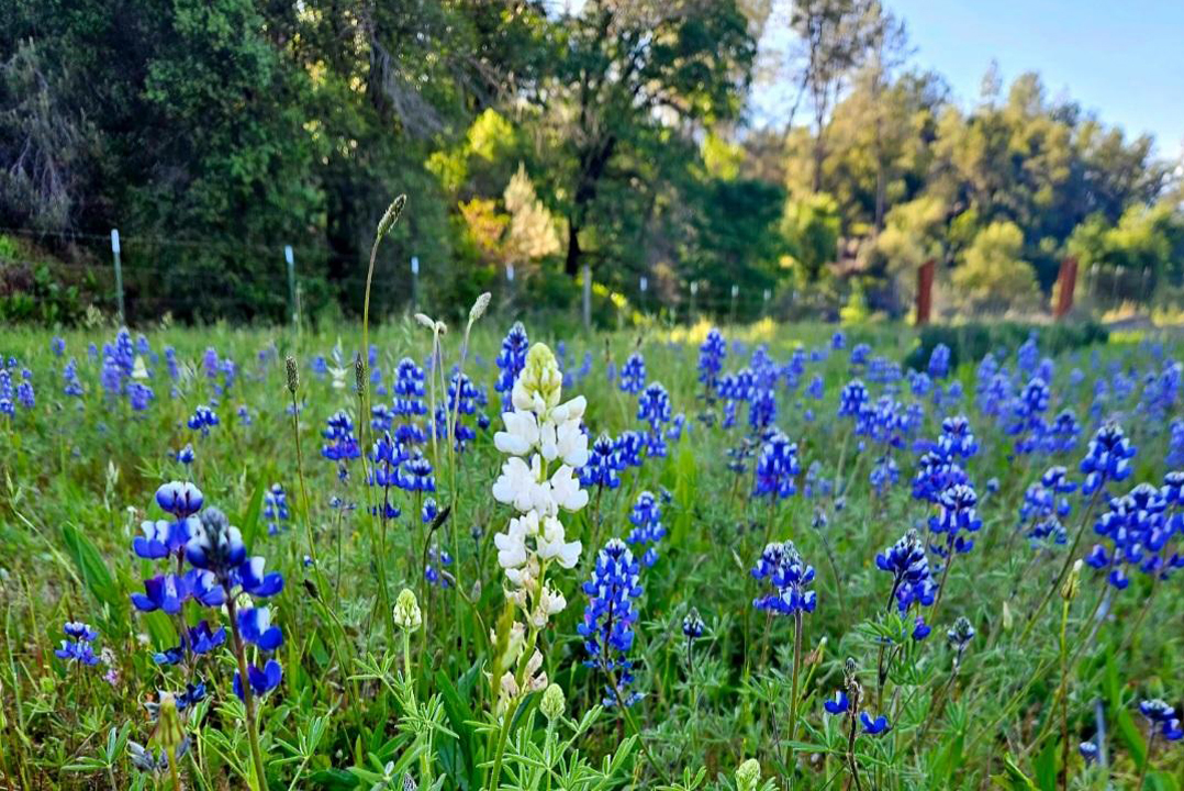 Lupins blooming at Six Sigma Ranch
